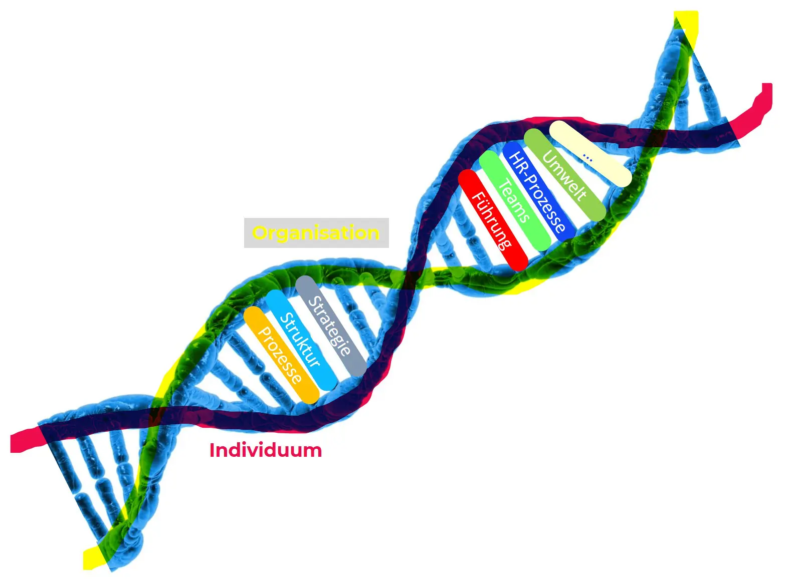 DNA einer Organisation
